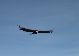 Kondor, Peru