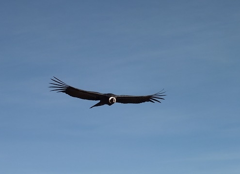 Kondor, Peru