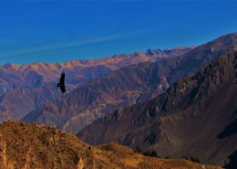 Kondor v dolini Colce