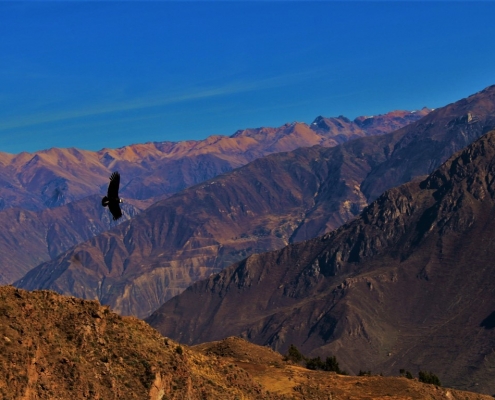 Kondor v dolini Colce