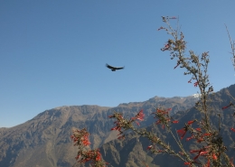 Treking po kanjonu COlca in mogočni kondorji