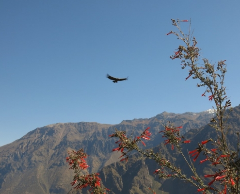 Treking po kanjonu COlca in mogočni kondorji