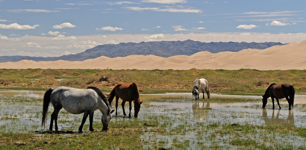 Mongolija