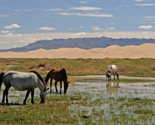 Mongolija