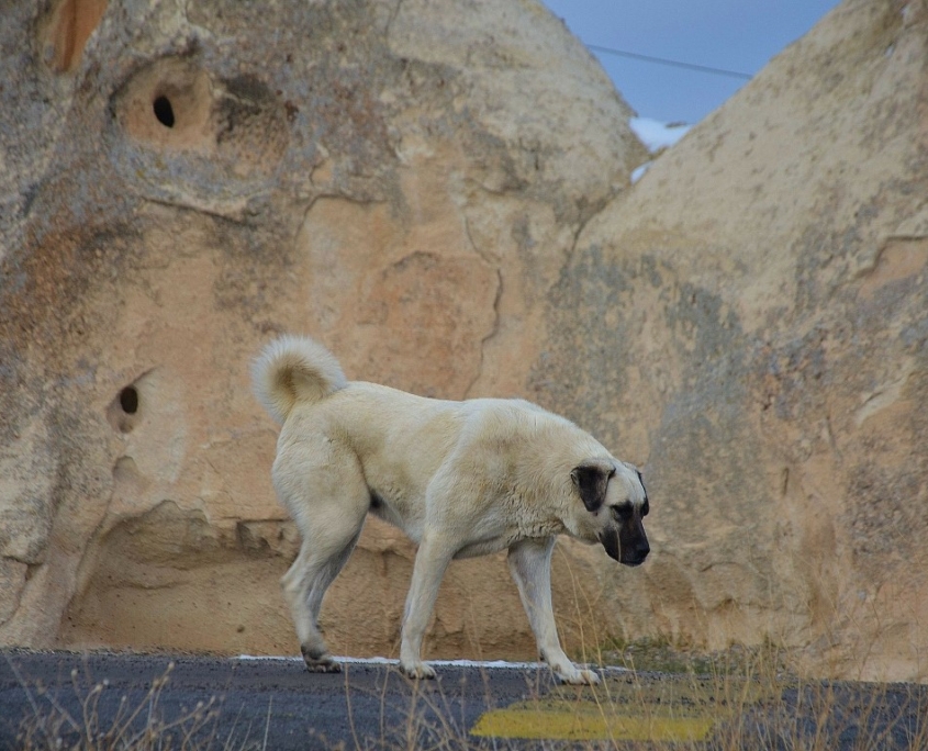 Kangal-Samsara potovanja (3)