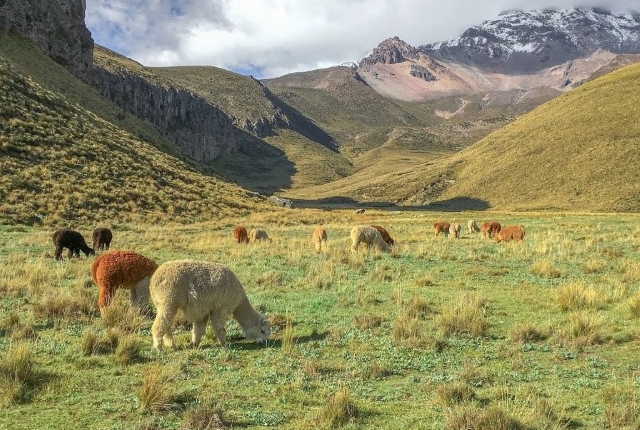 Alpake v Ekvadorju