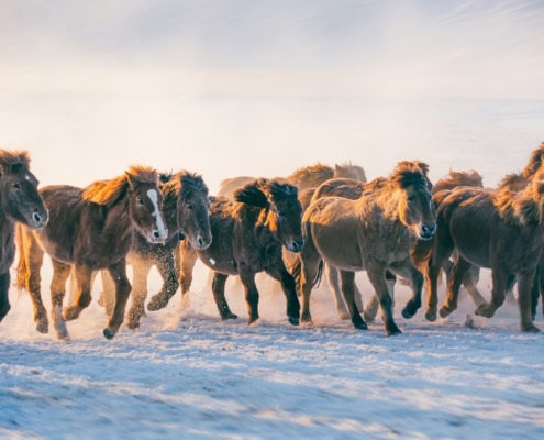 Potovanje Mongolija-Samsara potovanja
