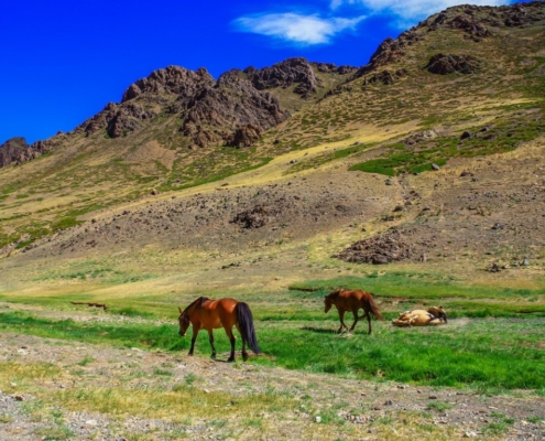 Potovanje Mongolija-Samsara potovanja