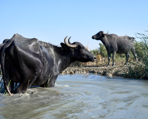 Iraška Amazonka (3)