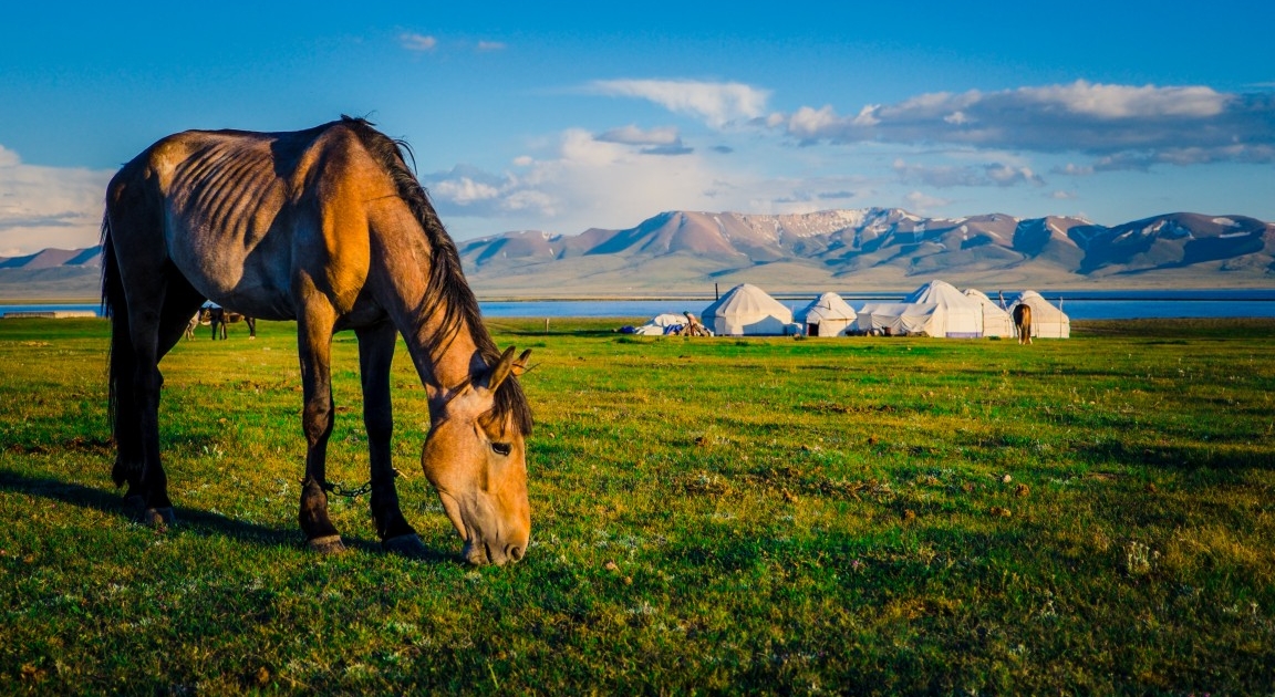 Horse at Song Kul Lake in Kyrgyzstan